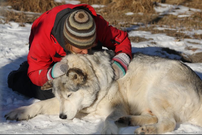 Angie Birch, sanctuary volunteer, greets Wolfdog “Rocky” as she goes through her daily chores at the Yamnuska Wolfdog Sanctuary, Cochrane Alberta on Monday, Nov. 23, 2020.