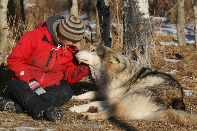 Angie Birch, sanctuary volunteer, greets Wolfdog “Loki” as she goes through her daily chores at the Yamnuska Wolfdog Sanctuary, Cochrane Alberta on Monday, Nov. 23, 2020.