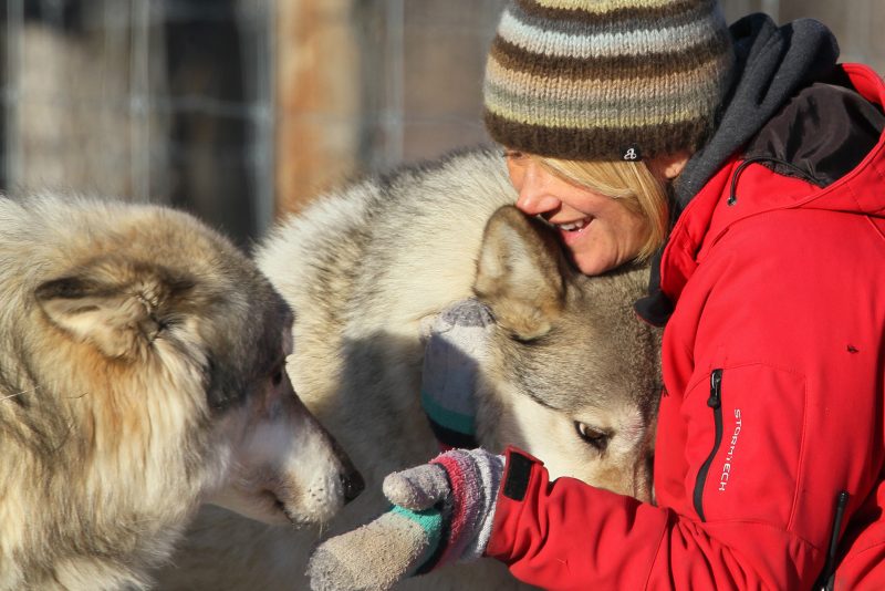 Angie Birch, sanctuary volunteer, greets Wolfdogs “Rue” and “Loki” at the Yamnuska Wolfdog Sanctuary, Cochrane Alberta on Monday, Nov. 23, 2020.