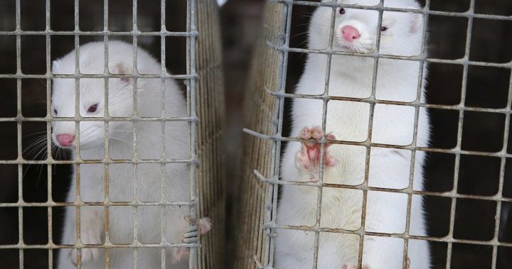 Nova Scotia pays for COVID-19 vaccines for mink, B.C. says no before closing industry