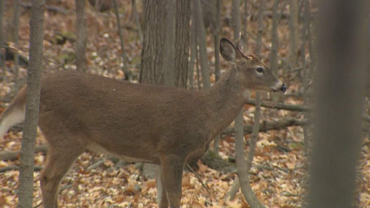 White-tailed deer in Michel-Chartrand Park in Longueuil - November 18, 2020.