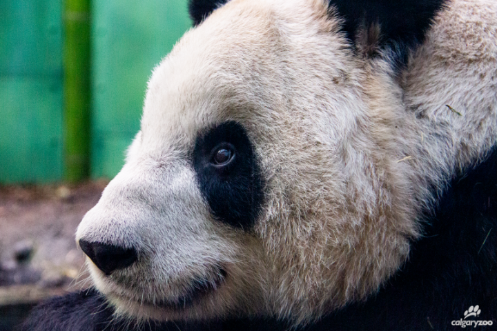 Giant pandas Er Shun and Da Mao safely home in China after Canadian stay