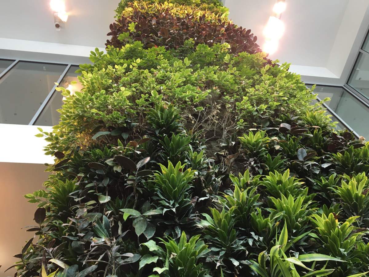 The living wall in the atrium of the Federal Building in Edmonton Alta, on Friday, November 20, 2020.