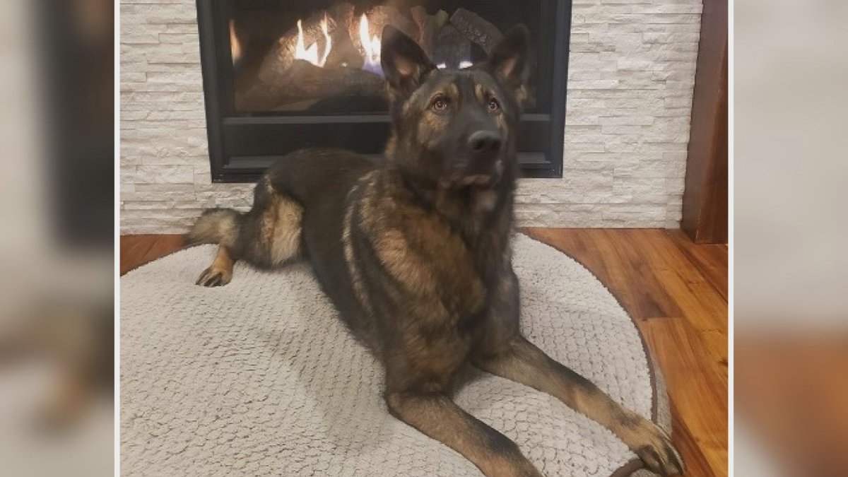 Police canine Jagger located a missing child in the rural area of Spallumcheen on Nov. 2, RCMP said. 