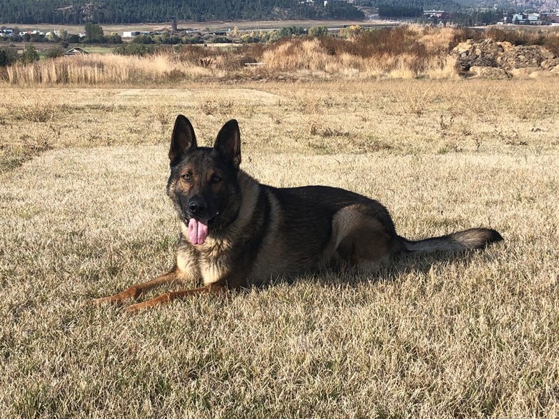 FILE. A photo of Police Service Dog. This is not the dog in this story.
