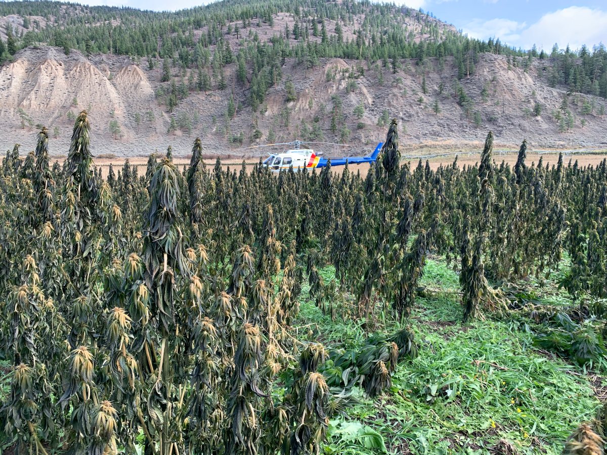 Merritt RCMP released this picture of a large crop of marijuana being grown outdoors. 