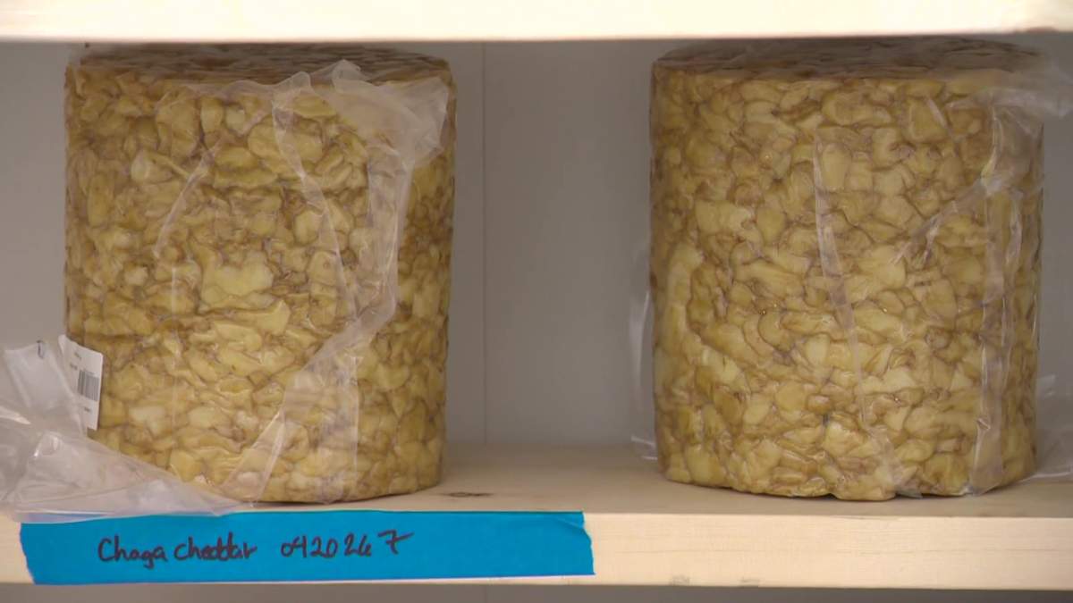 What chaga cheddar looks like while it’s aging. The cheese curds are soaked in chaga tea and aged for a few weeks before its packaged.