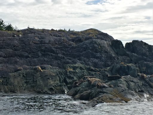 The BC Parks Foundation says West Bellenas Island is one of the most biodiverse sites in the Salish Sea.