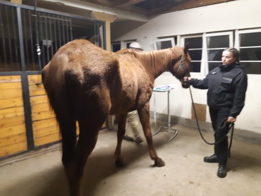 One of the horses seized from the property in Mission. Photo courtesy of the BC SPCA.