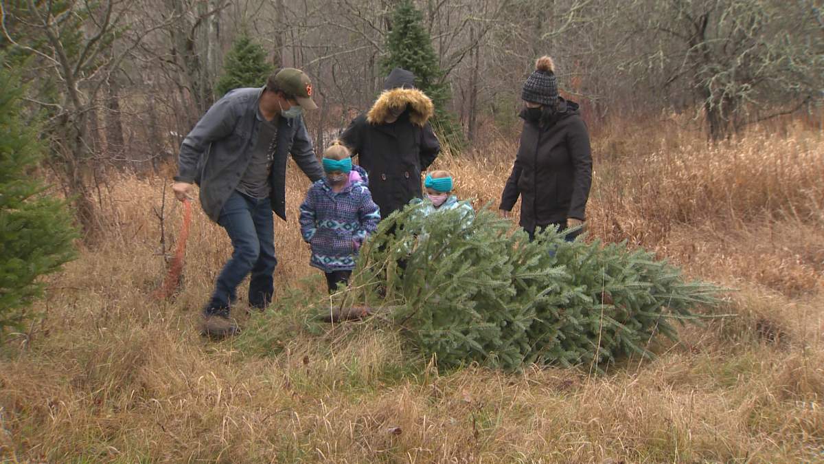 A family finds the perfect tree at Folkins Hillside Tree Farm.