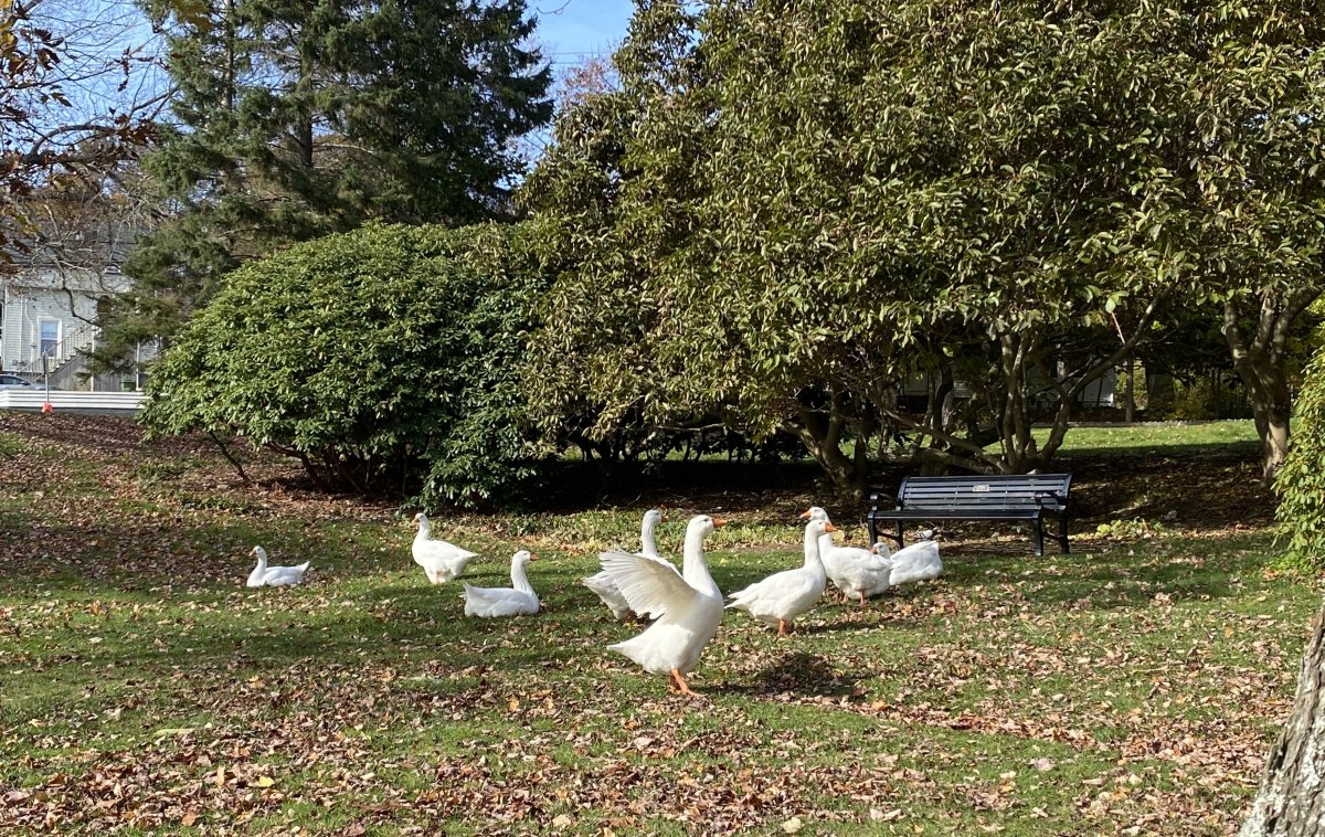 Eight geese are seen at Sullivans Pond in Dartmouth on Nov. 7, 2020. 