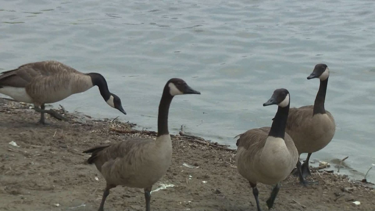 Canada Geese patrol a lake shore. 
