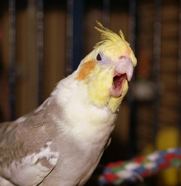 Animal lovers are stepping up to save a beloved bird sanctuary in Kelowna, B.C.  