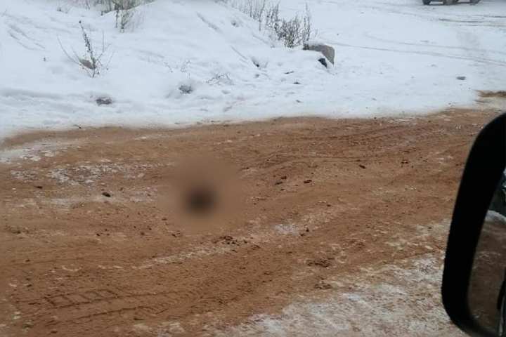 A skull is shown in the sand of a road in Kirensk, Siberia, Russia.