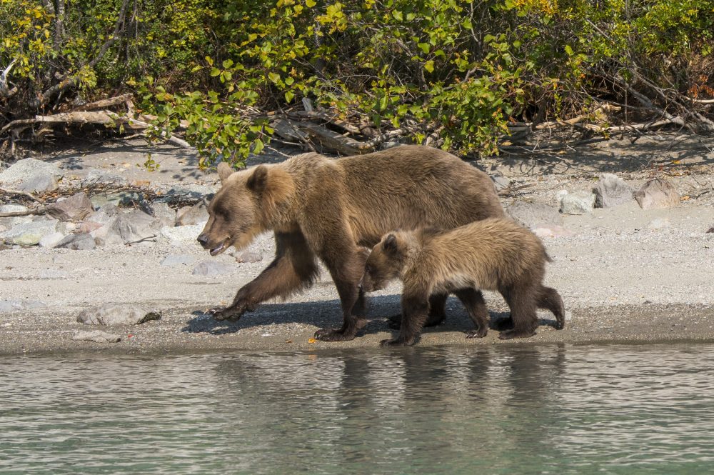 In this file photo, a brown bear sow and cub are shown on the shore of Lake Crescent in Lake Clark National Park and Preserve in Alaska on Aug. 21, 2020.