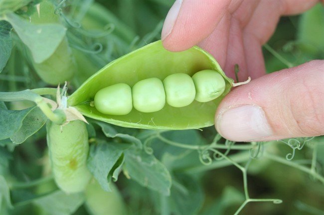 Five COVID-19 cases connected to Portage la Prairie pea plant - image