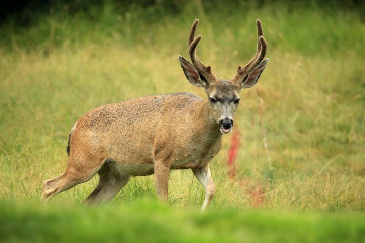 A deer is shown in this June 14, 2019 file photo.