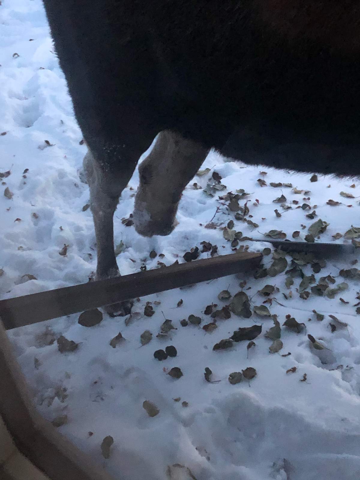 A moose with a missing hind leg was spotted east of Sherwood Park on Nov. 21, 2020.