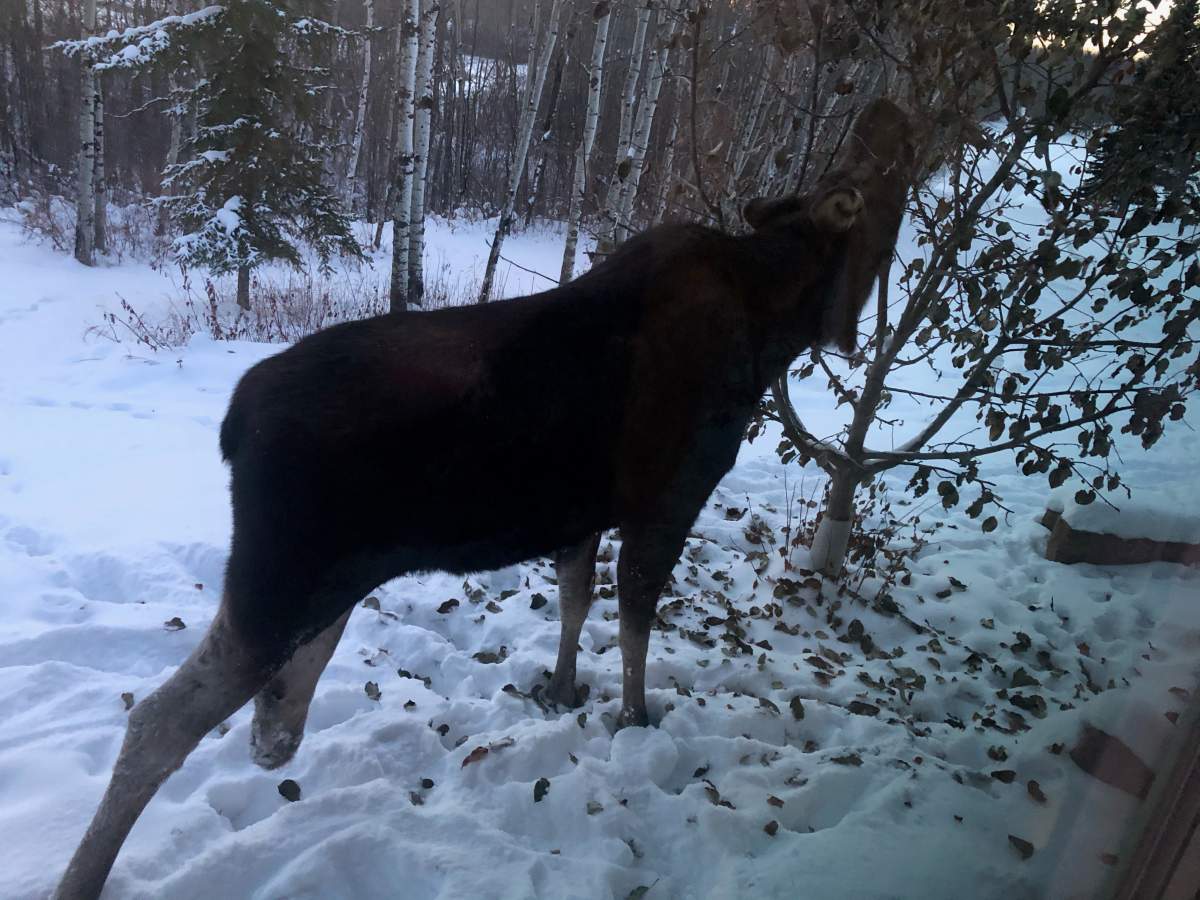 A three-legged moose spotted near Sherwood Park, Alta., on Nov. 21, 2020.