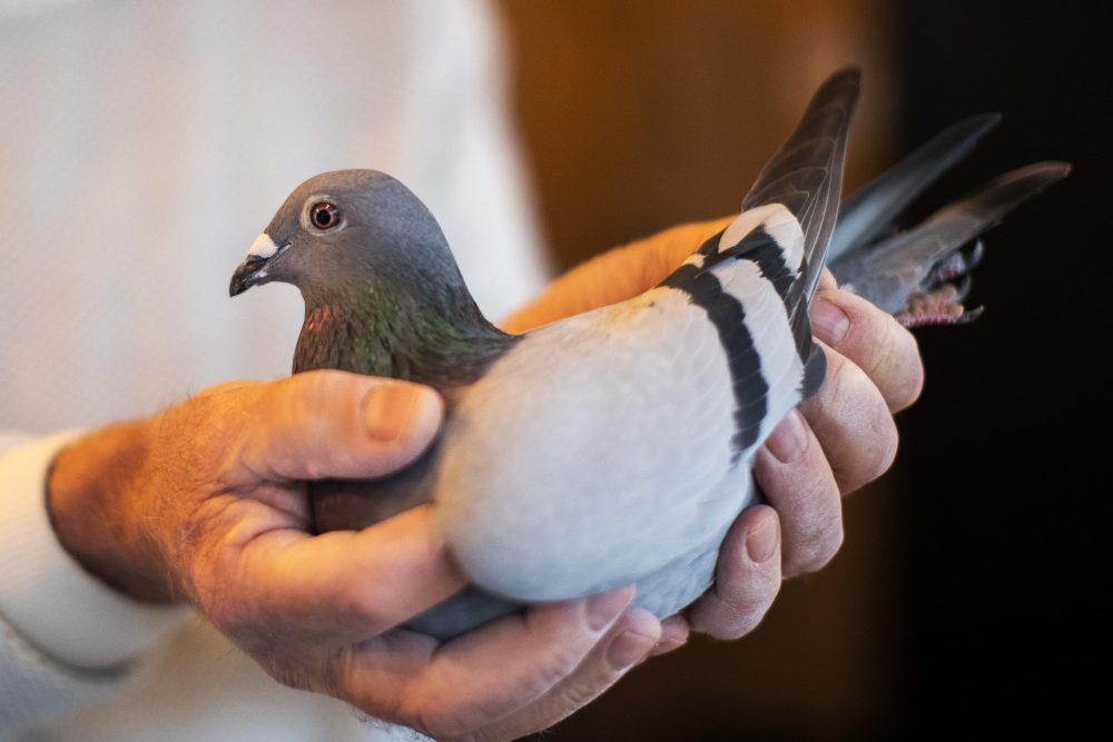 A two-year old female pigeon named New Kim after an auction in Knesselare, Belgium, Sunday, Nov. 15, 2020. 