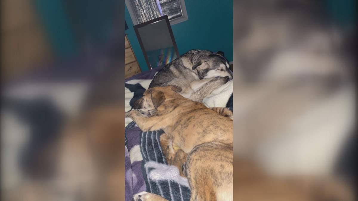 Kirstin Butler shares her adoption story as this year her family welcomed two new rescues into their home.