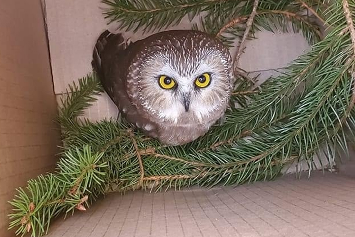 A saw whet owl is shown in a box on Nov. 17, 2020, after it was rescued from a tree at the Rockefeller Center in New York City.