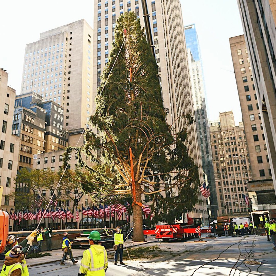 A Northern Spruce is shown at the Rockefeller Center ahead of holiday celebrations on Nov. 14, 2020.
