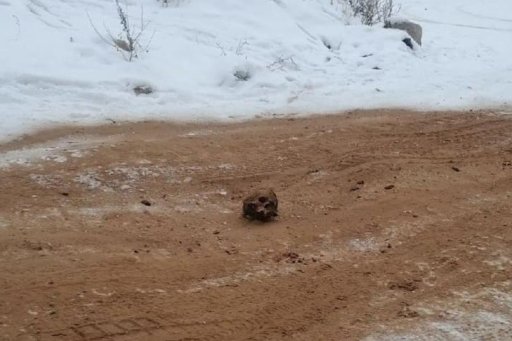 A skull is shown in the sand of a road in Kirensk, Siberia, Russia.