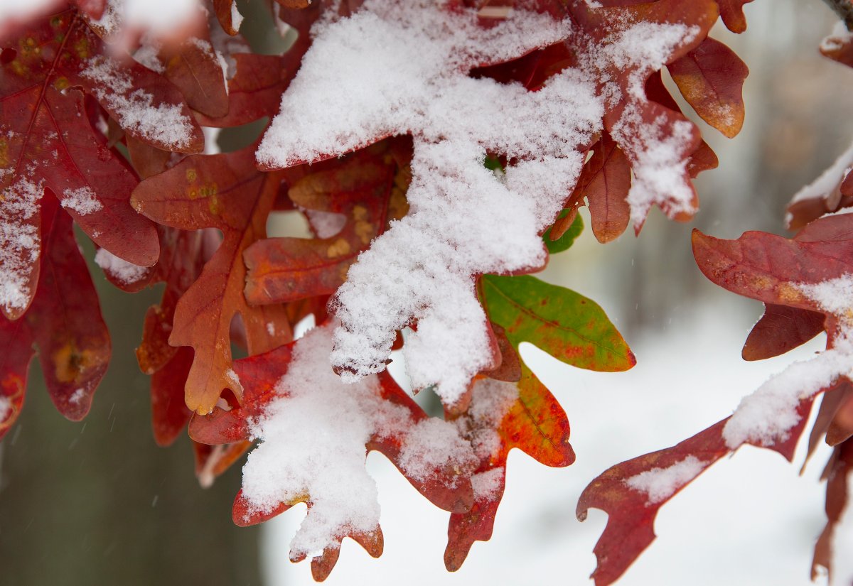 Southern Ontario received the first significant snowfall of Autumn on Sunday, Nov. 22, 2020.