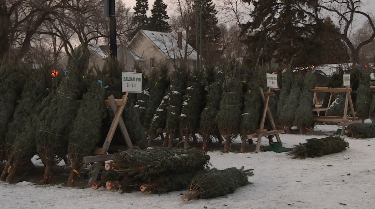‘People just want to feel normal’ Christmas trees selling like crazy