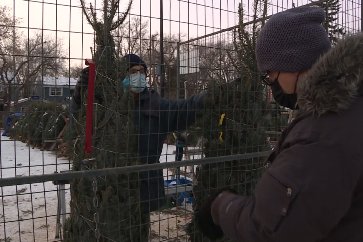 ‘People just want to feel normal’: Christmas trees selling like crazy in Winnipeg