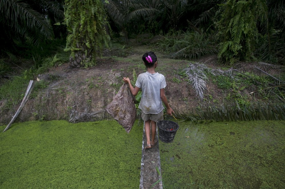 A child carries palm kernels collected from the ground across a creek at a palm oil plantation in Sumatra, Indonesia, Monday, Nov. 13, 2017. 