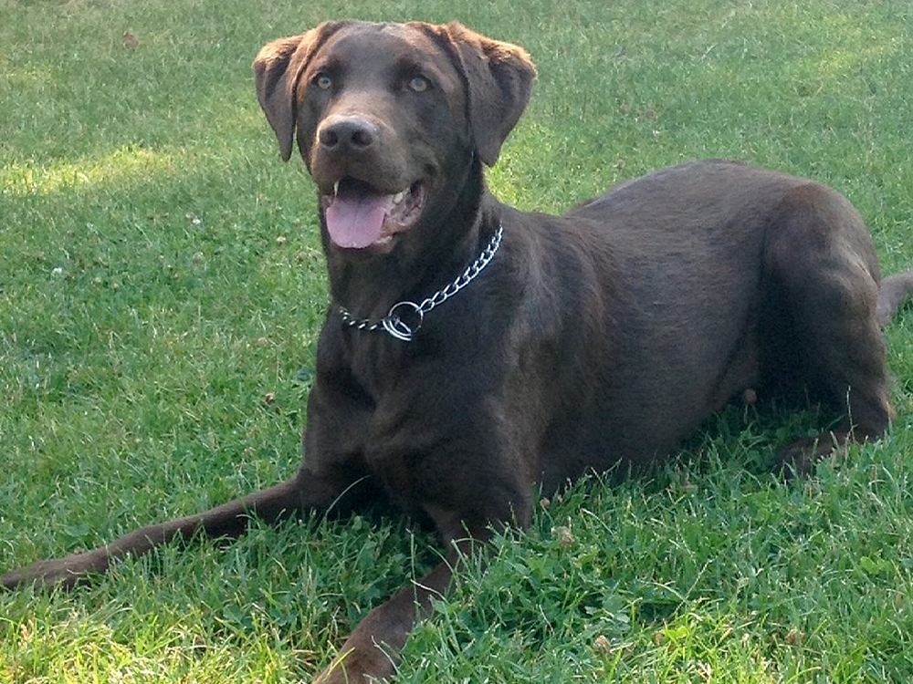 A man from Salmon Arm, B.C., says his dog, Jack, died this weekend after choking on a hard, rubber ball that got lodged in its throat. Brent Ross says he’s sharing his sad experience so that others may consider alternatives for their beloved family dog.