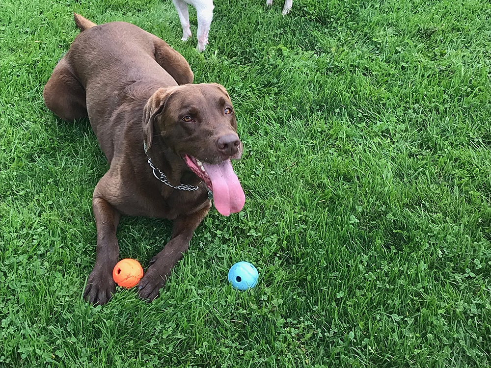 Seen here with two balls, Jack died of asphyxiation after a ball lodged in his throat.