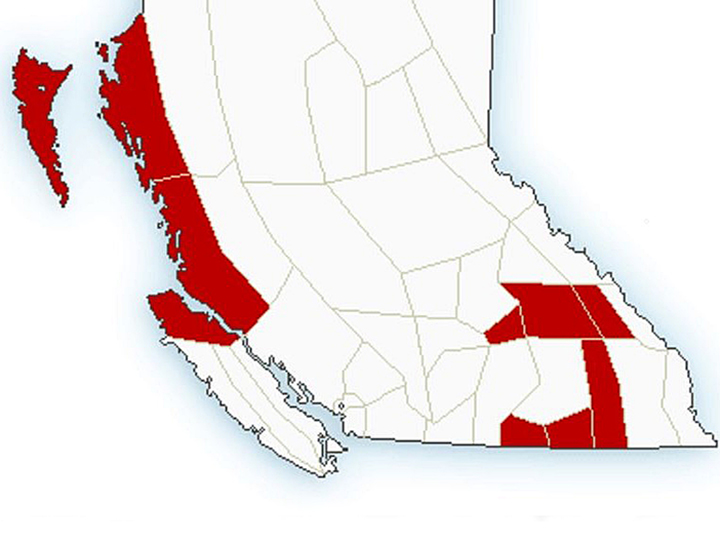 Mountain passes under the snowfall warning include Highway 3, from Paulson Summit to Kootenay Summit, and the Trans-Canada Highway, from Eagle Pass to Rogers Pass.