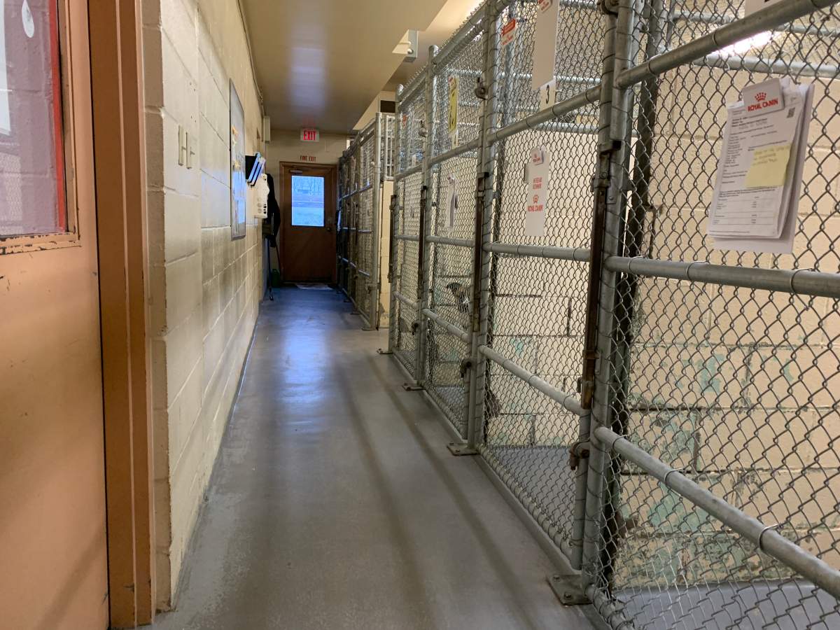 Current dog kennels at the Peterborough Humane Society.