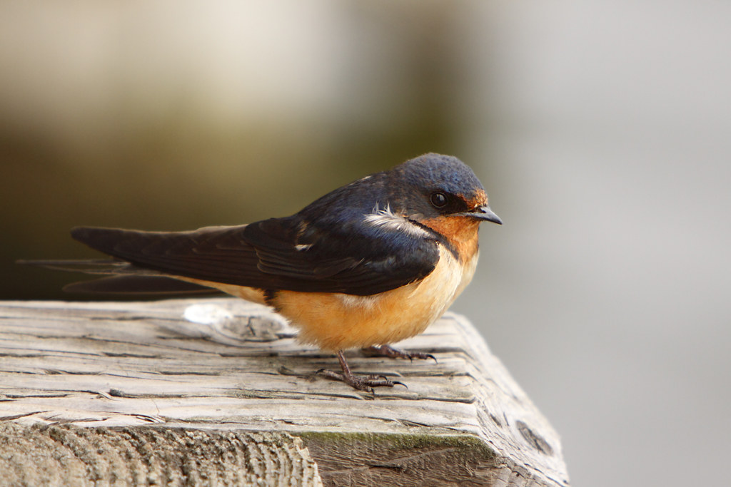 A study of the Saint John River watershed says about 40 species may avoid extinction if there's an investment of $33 per resident annually in conservation measures over the next quarter century. A barn swallow is seen in 2009 handout photo.