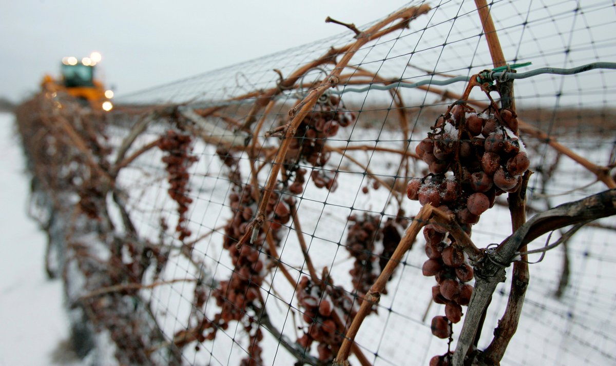 File photo - Ice Wine grape harvest in the Niagara region.