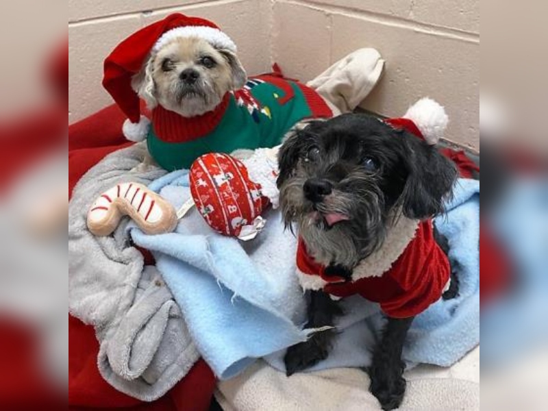 Holly and Claus are up for adoption at the Guelph Humane Society. 