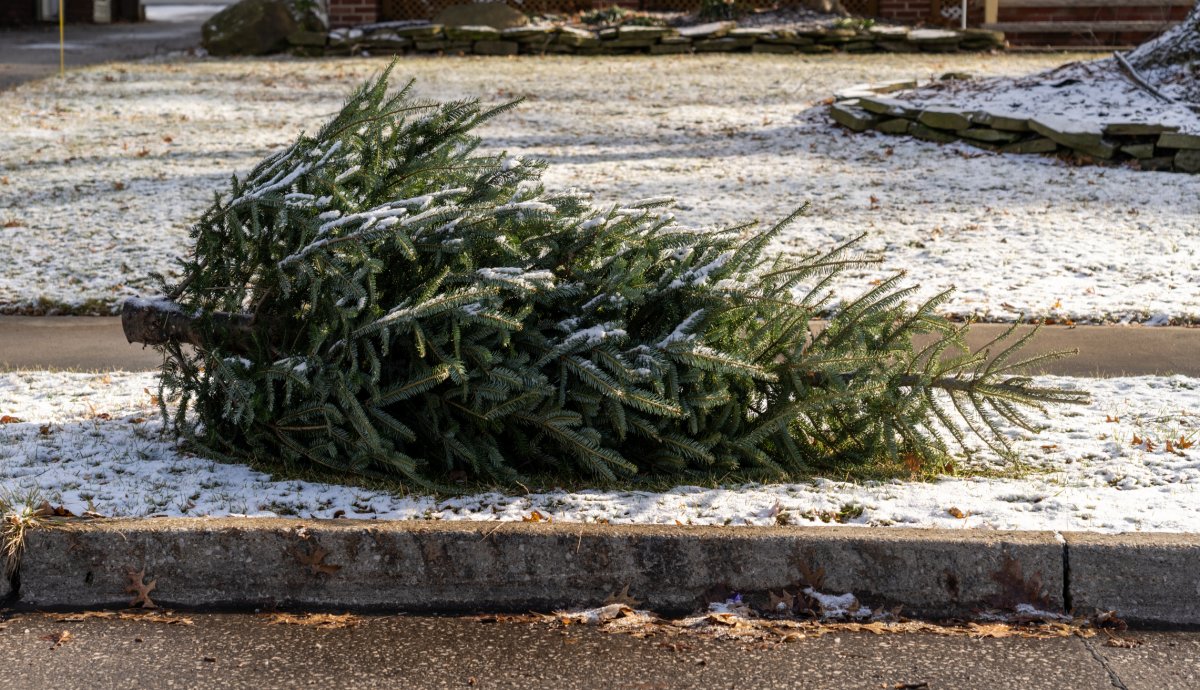 Frattas Event Planning and Design says its team will be picking up Christmas trees curbside in London, Ont., on Jan. 8 and 9, 2022, and in Belmont, Ont., on Jan 9.