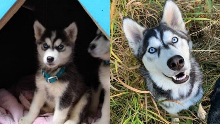 Husky dogs for store adoption