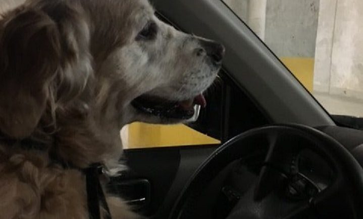 A Golden Retriever sits in the driver's seat of a parked vehicle in Vancouver in February 2019.