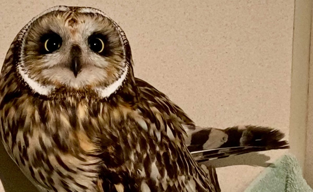 An owl at WILDNorth animal rescue on Dec. 28, 2020. 
