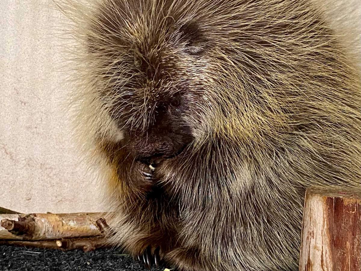 While most animals at WILDNorth will use the Christmas trees for climbing or hiding, porcupines like this one may even eat the wood.