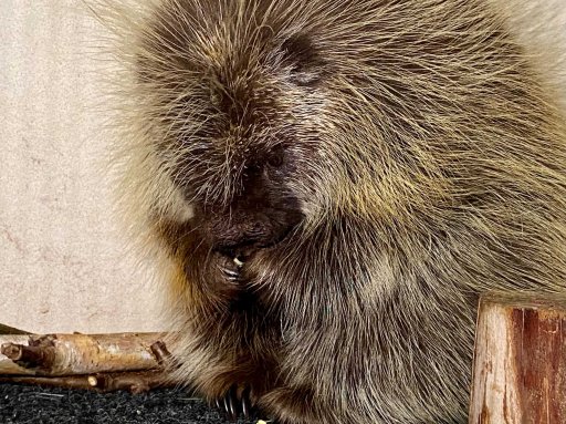 While most animals at WILDNorth will use the Christmas trees for climbing or hiding, porcupines like this one may even eat the wood.