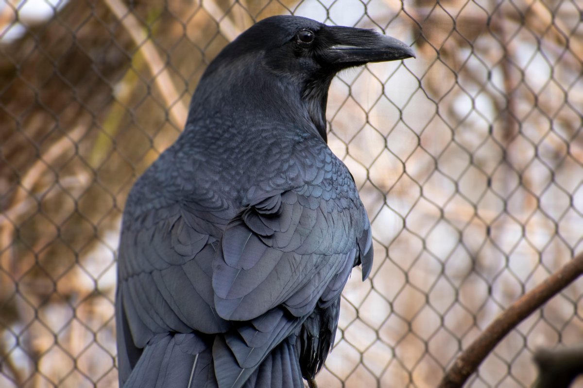 Kola the raven as seen here in this photo from the Ecomuseum.