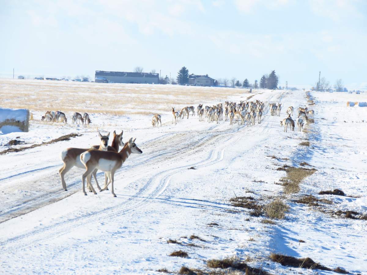 Pronghorn antelope seen southeast of Lethbridge in December 2020.