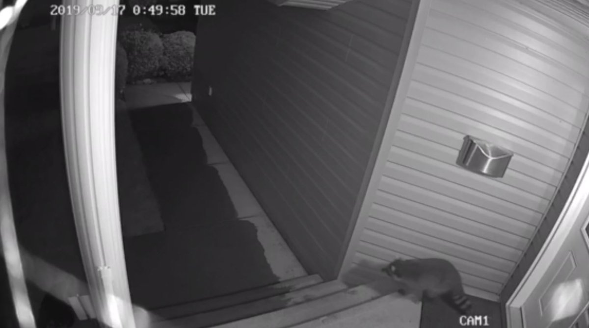 Caught on camera: Raccoons among us in Edmonton - Edmonton | Globalnews.ca