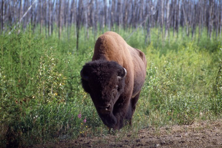 59 dead bison spark Parks Canada to monitor anthrax outbreak in Wood Buffalo National Park