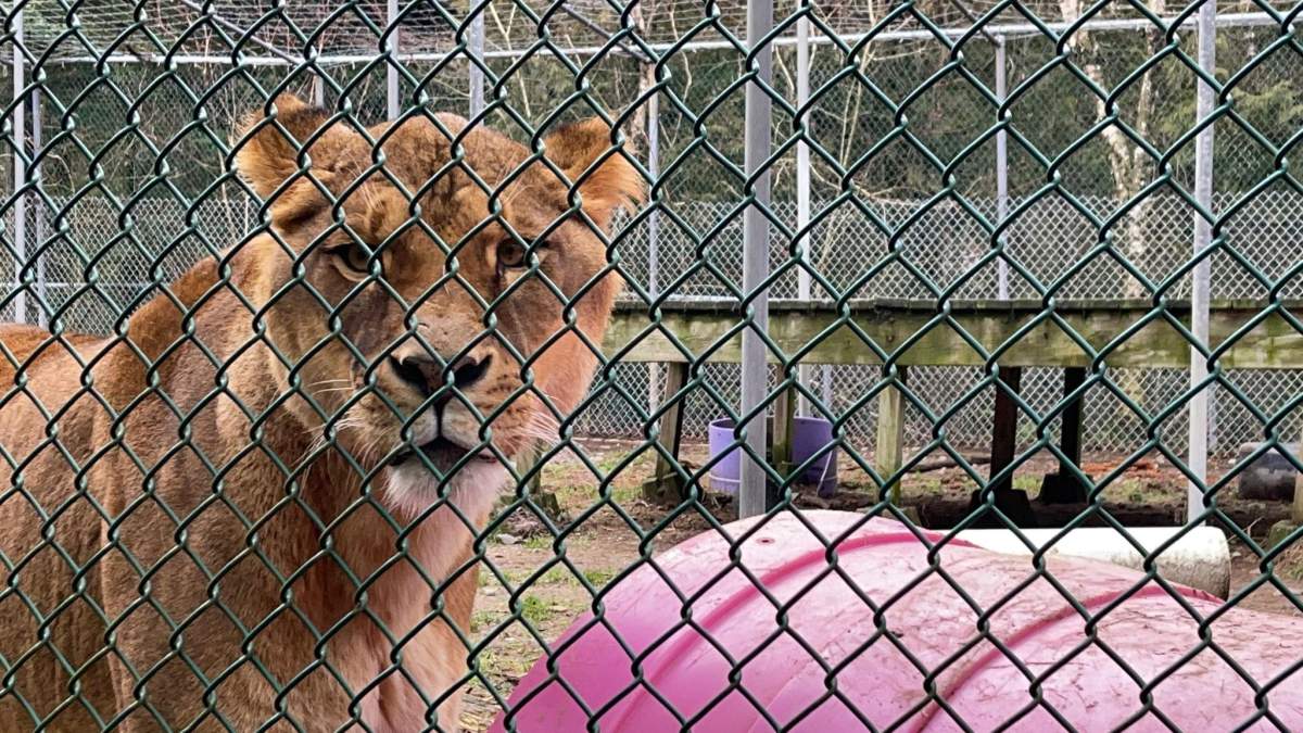 There are two lions, two tigers, two snakes and four rats left inside the zoo – and they all have new homes lined up.
